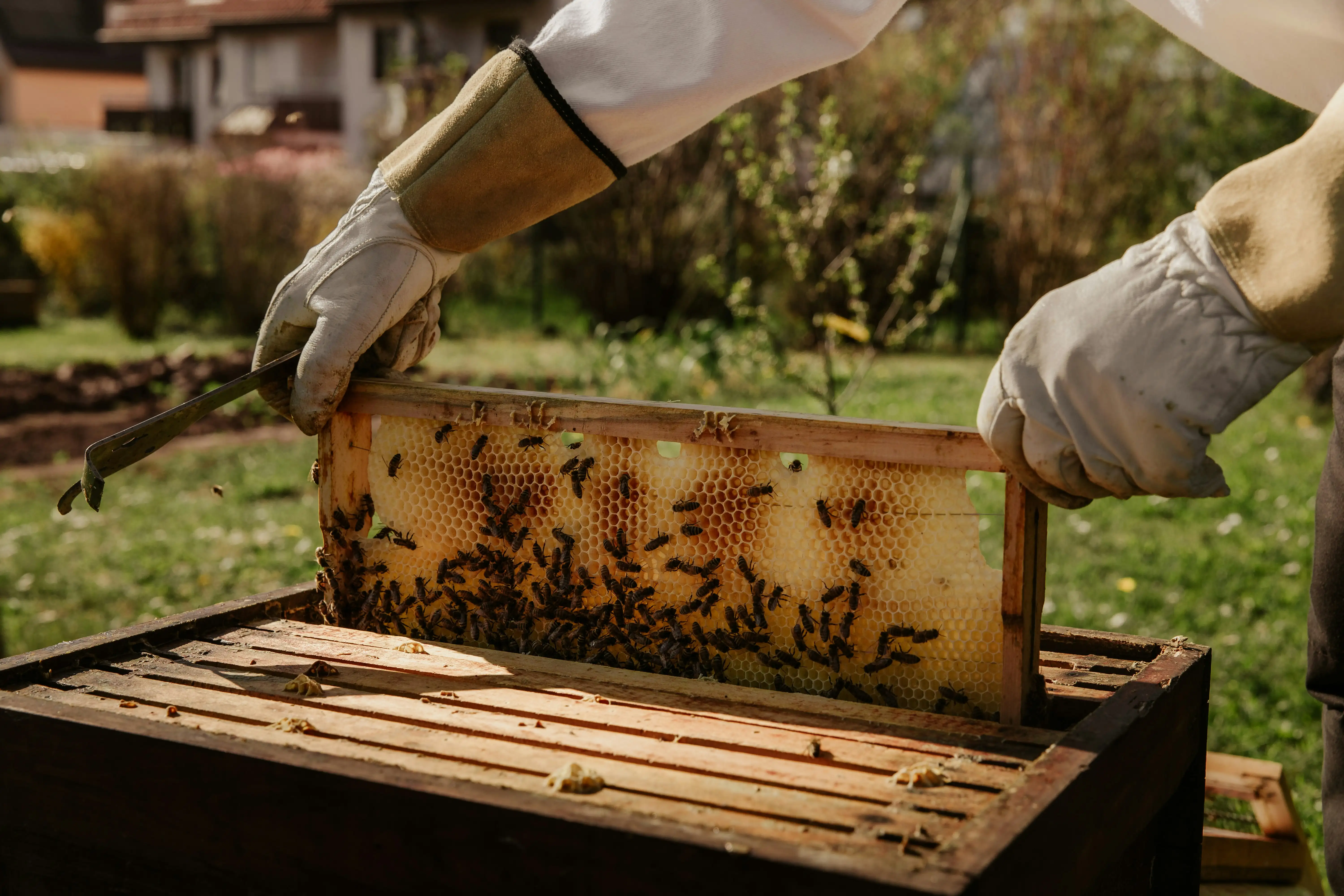 Packaging design for bee products
